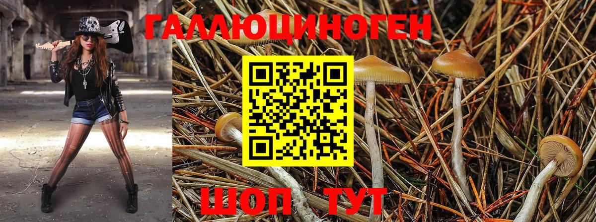 Псилоцибиновые грибы Psilocybine cubensis Лыткарино